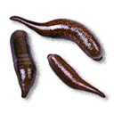 Blood Leeches inventory icon