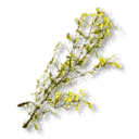 St. John's Wort inventory icon
